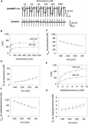 Functional and Regulatory Characterization of Three AMTs in Maize Roots